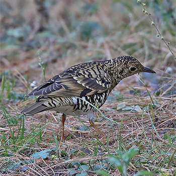 White's Thrush