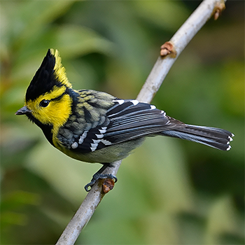 Yellow-cheeked Tit
