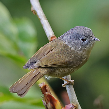 Yunnan Fulvetta