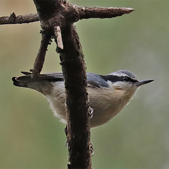 Yunnan Nuthatch