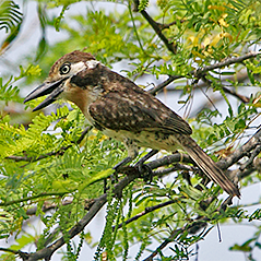Russet-throated Puffbird