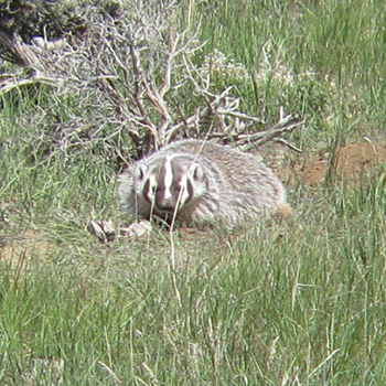 Birdfinders – Birdwatching Holidays – Colorado and Wyoming