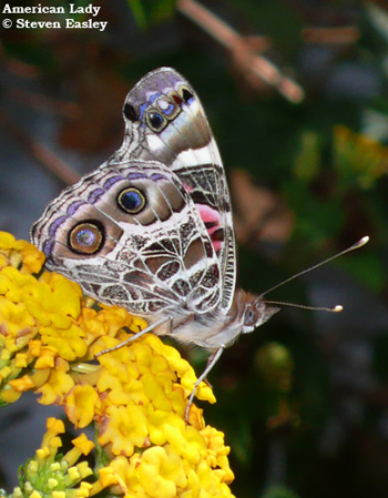 American Painted Lady