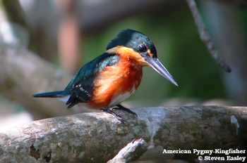 American Pygmy Kingfisher