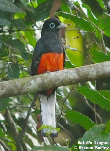 Baird's Trogon