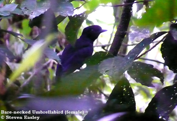 Bare-necked Umbrellabird