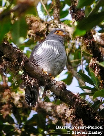 Barred Forest-falcon