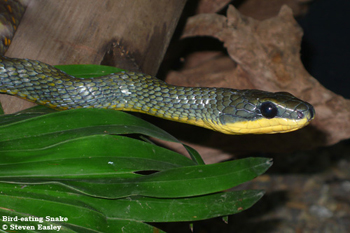 Bird-eating Snake