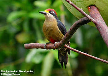 Black-cheeked Woodpecker