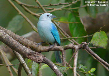 Blue-grey Tanager