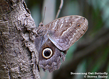 Boomerang Owl-Butterfly
