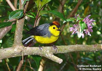 Collared Redstart