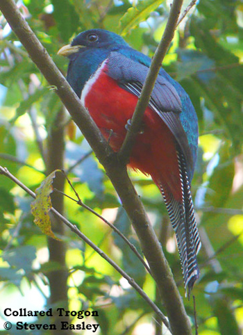 Collared Trogon