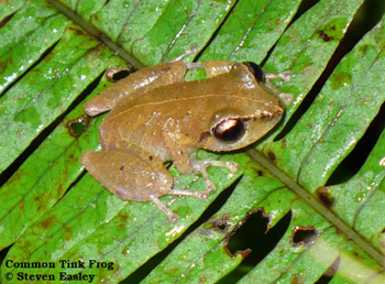 Common Tink Frog