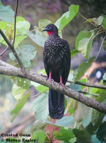 Crested Guan