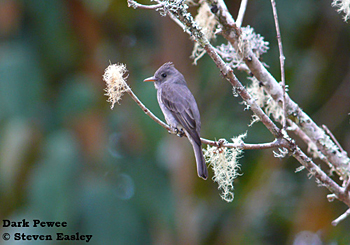 Dark Pewee