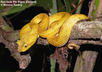 Eye-lash Pit-viper