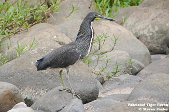 Fasciated Tiger-heron