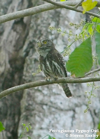 Ferruginous Pygmy-owl