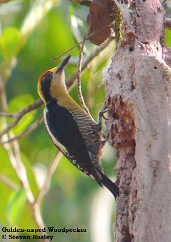 Golden-naped Woodpecker
