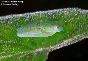 Granular Glass Frog