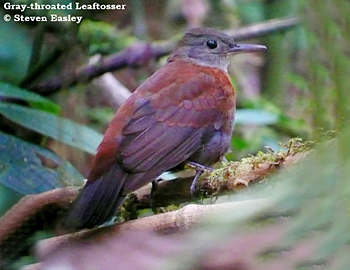 Grey-throated Leaftosser