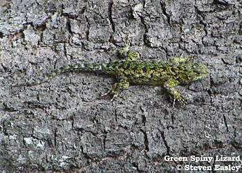 Green Spiny Lizard