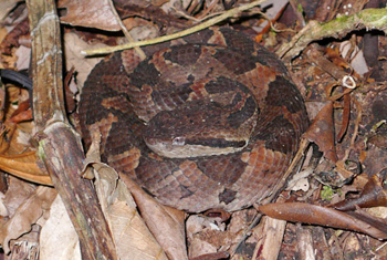 Jumping Pit-viper
