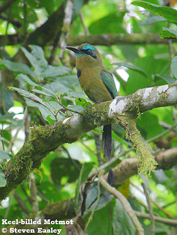 Keel-billed Motmot