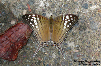 Merops Daggerwing