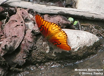 Mexican Silverspot
