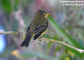 Ochraceous Pewee