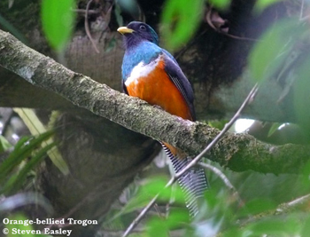 Orange-bellied Trogon