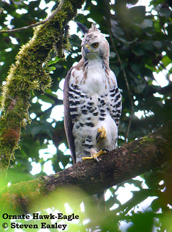 Ornate Hawk-eagle
