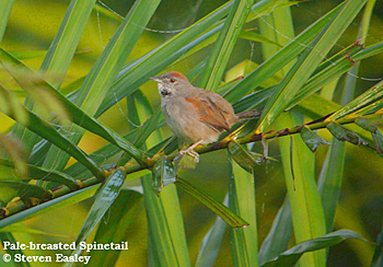 Pale-breasted Spinetail