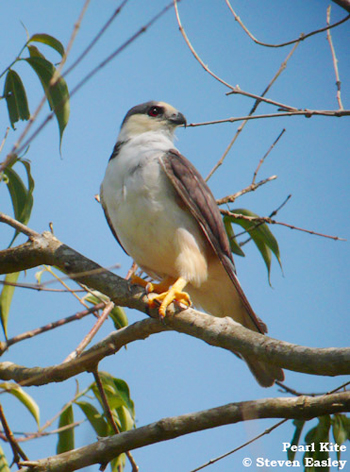 Pearl Kite