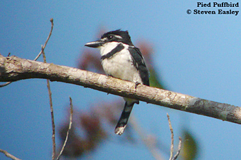 Pied Puffbird