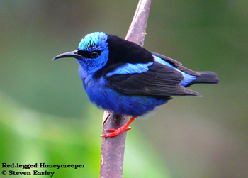 Red-legged Honeycreeper