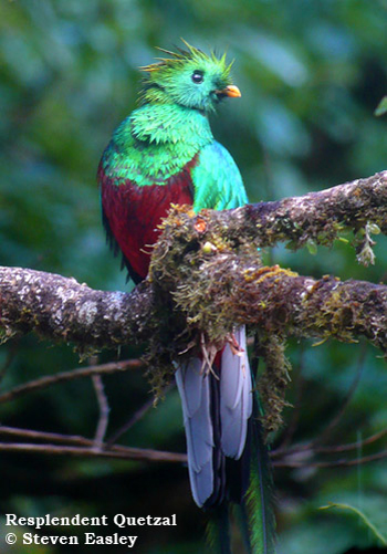 Resplendent Quetzal