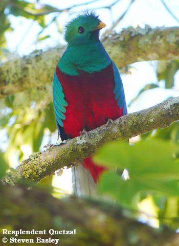 Resplendent Quetzal