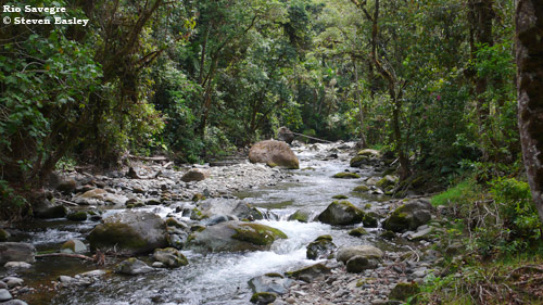Rio Savegre