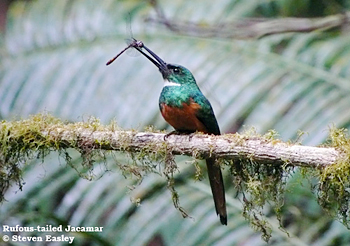 Rufous-tailed Jacamar