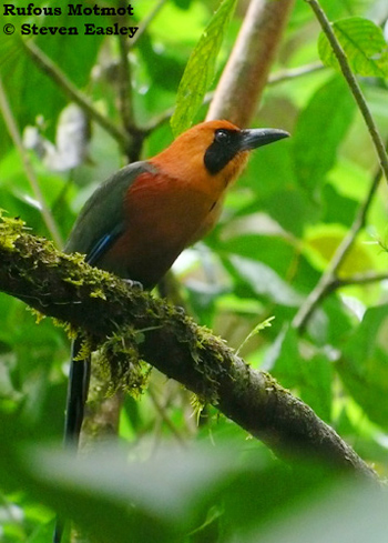 Rufous Motmot