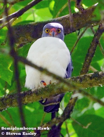 Semiplumbeous Hawk