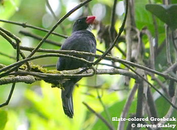 Slate-coloured Grosbeak