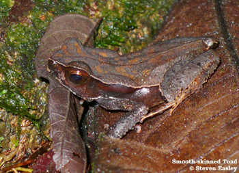 Smooth-skinned Toad
