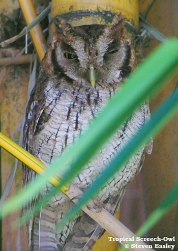 Tropical Screech-owl