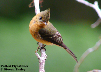 Tufted Flycatcher