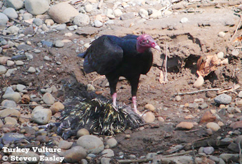Turkey Vulture