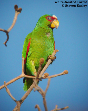 White-fronted Parrot